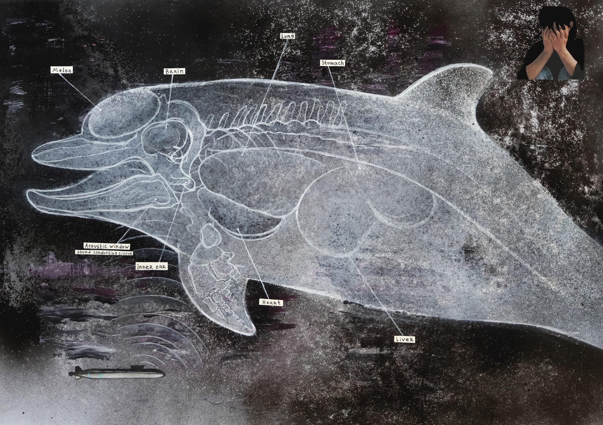 Dibujo anatómico de un delfín con órganos rotulados sobre fondo oscuro